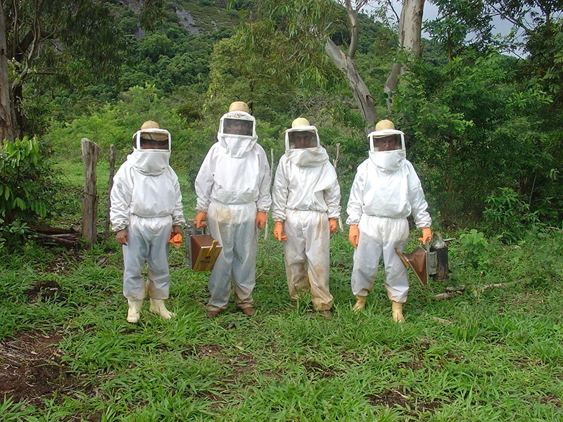 Wearing strict beekeeping attire, we harvest propolis.