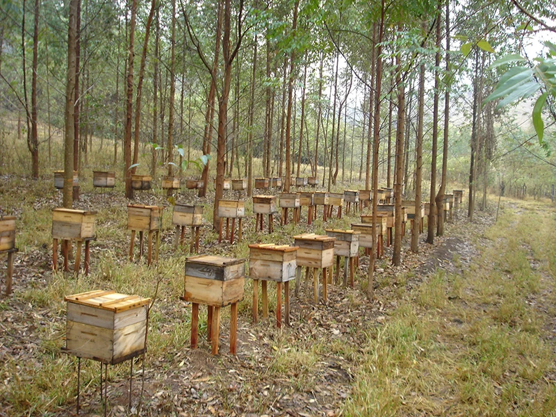 A cluster of beehives where propolis is produced