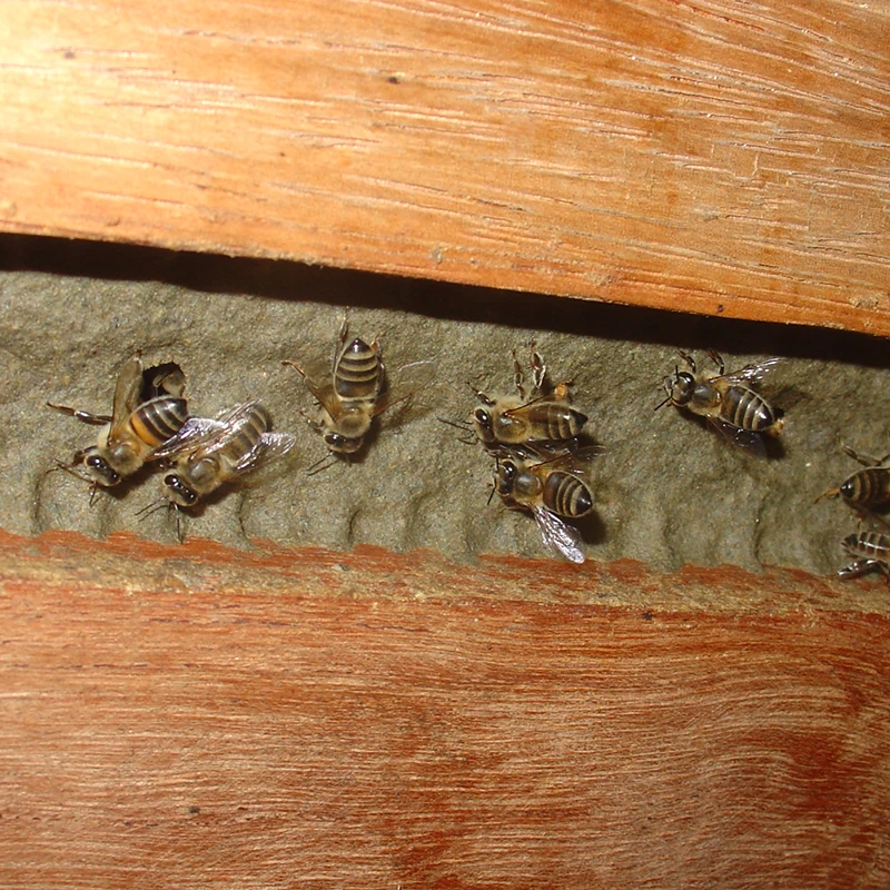 Bees entering and exiting the hive attach propolis.