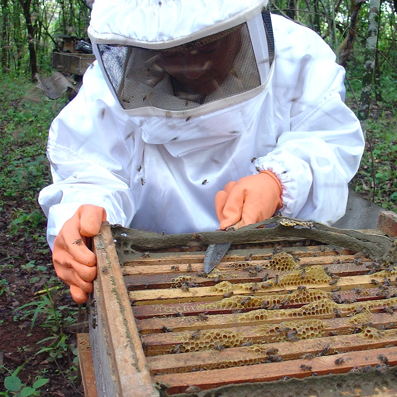 Propolis is collected from the hive by hand.